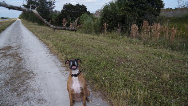 西班牙苔藓下的拳击手狗图片下载