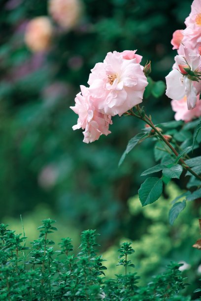 春天的草地图片下载