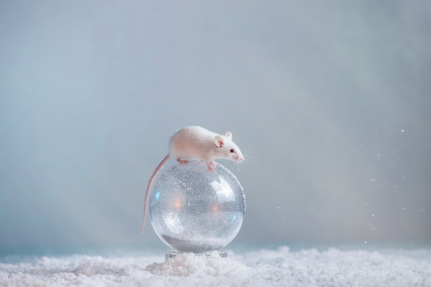 一只小白鼠站在一个雪球上。象征2020年新年的白色或金属(银)老鼠。2020年圣诞贺卡图片下载