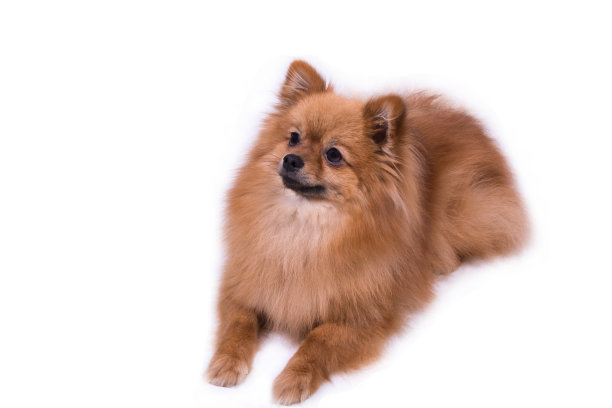 波美拉尼亚的猎犬图片下载