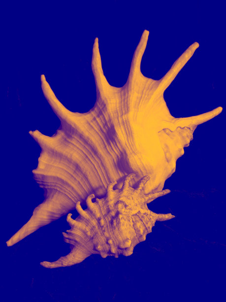 两个橙色的尖刺海贝壳在深蓝色的背景上。图片下载