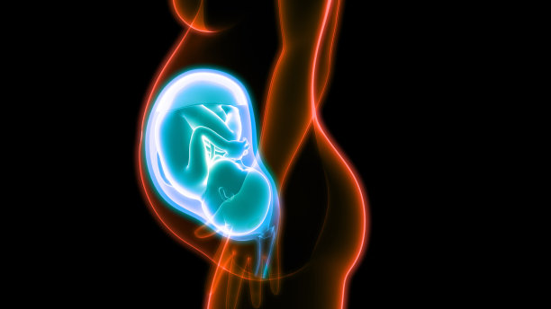 子宫解剖学中的胎儿(婴儿)图片下载