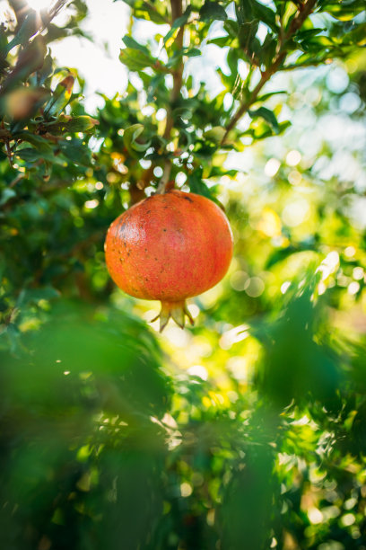 悬挂在树枝上的红色、橙色和成熟的石榴图片下载