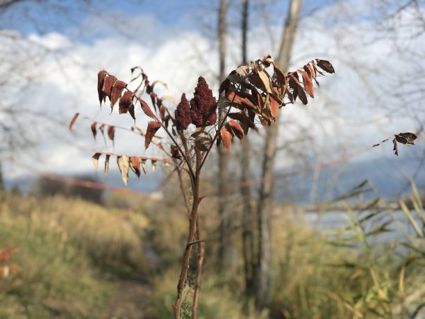 圣劳伦斯红图片下载