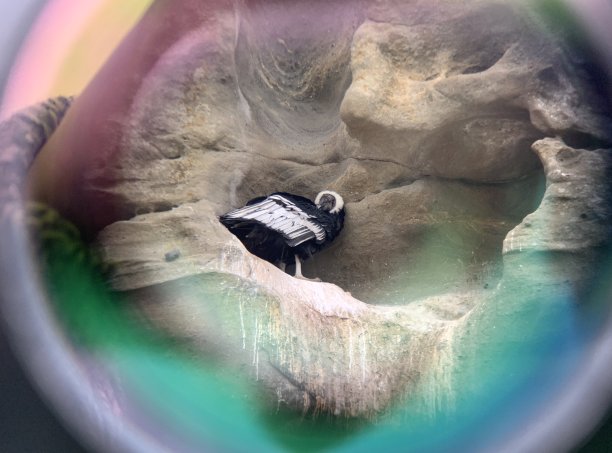 安第斯秃鹰图片下载