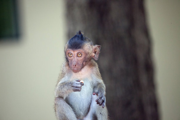 可爱的猴子图片下载