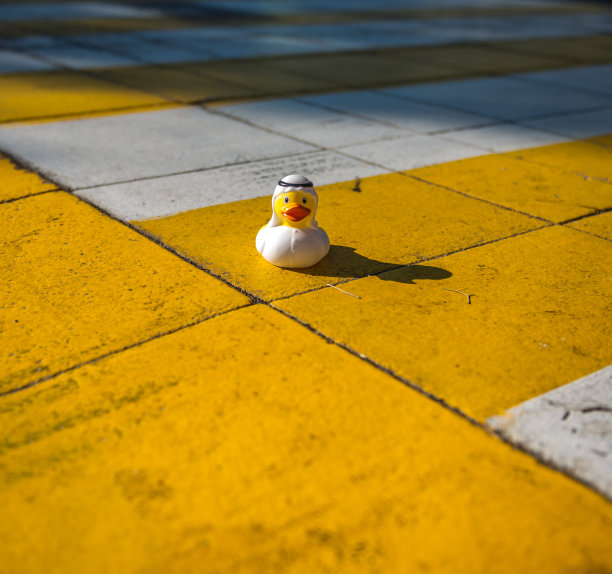 阿拉伯橡胶鸭图片下载