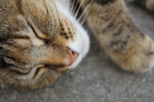 一张睡觉的猫的肖像和它的爪子特写图片下载