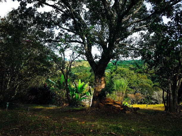 郁郁葱葱的性质图片下载