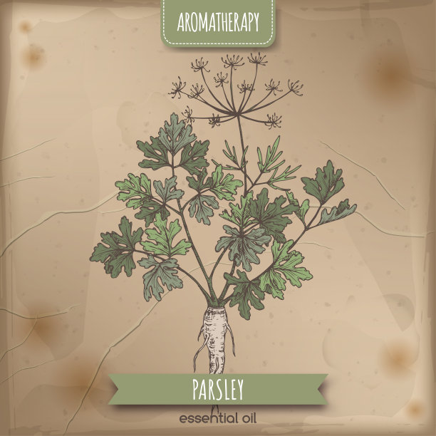 欧芹又名Petroselinum crispum素描在优雅的蕾丝背景。图片下载