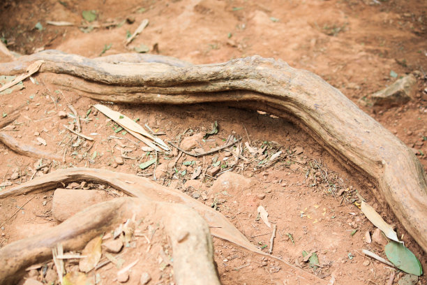 小径穿过高大的树木，郁郁葱葱的森林，悬崖峭壁是一层带土的岩石冒险徒步小径，峡谷森林景观图片下载