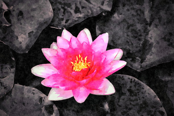 粉红色的荷花图片下载