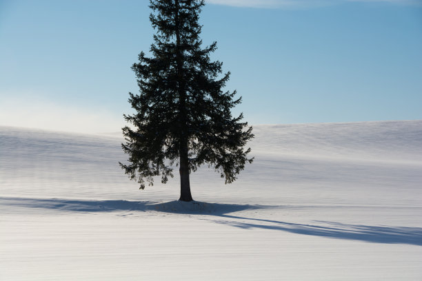 松树的影子屹立在雪原上图片下载