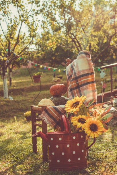 椅子上的南瓜和户外喷壶里的向日葵图片下载