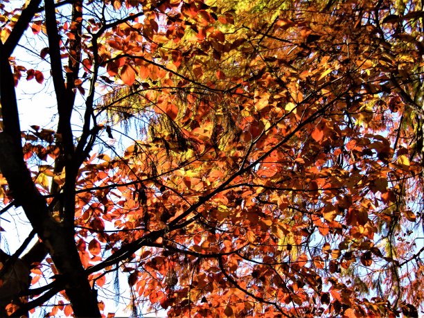 11月。秋天终于来到了东京地区，展现了它所有的辉煌。图片下载