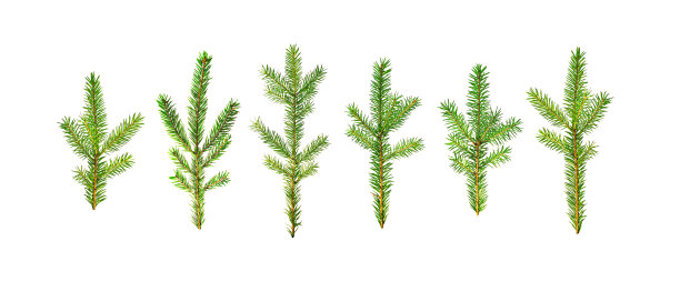 在白色背景上没有阴影的冷杉树枝孤立。圣诞树枝。一套为圣诞节装饰和装饰的自然元素图片下载