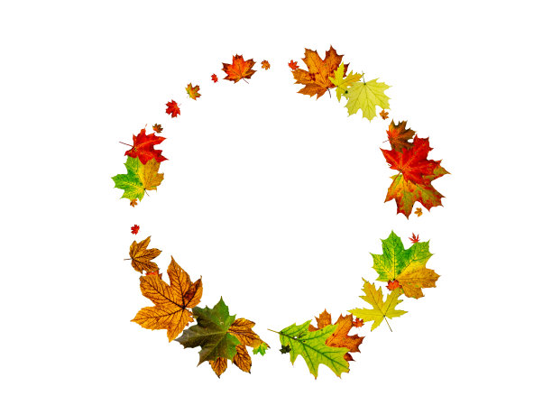 秋天的叶子白色的背景。11月下降的模式。感恩节季节概念图片下载