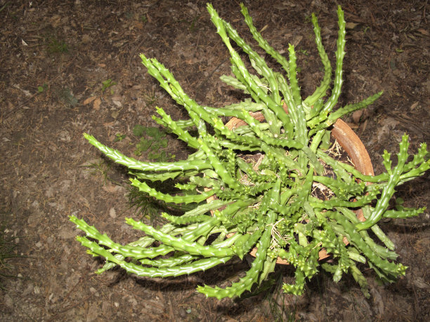 奥贝亚·瓦里加塔图片下载