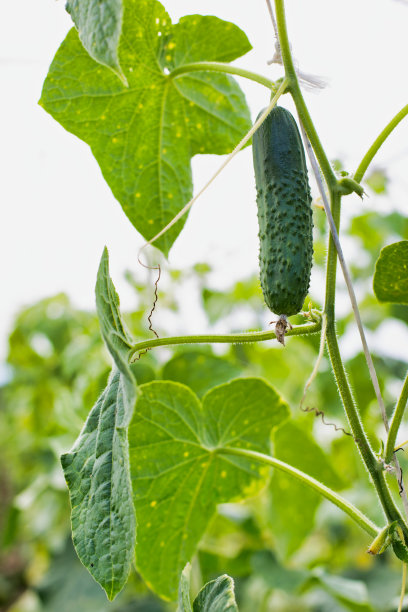 一个黄瓜或泡菜生长在一个有机农场与黄色镜头光晕背景的特写图片下载