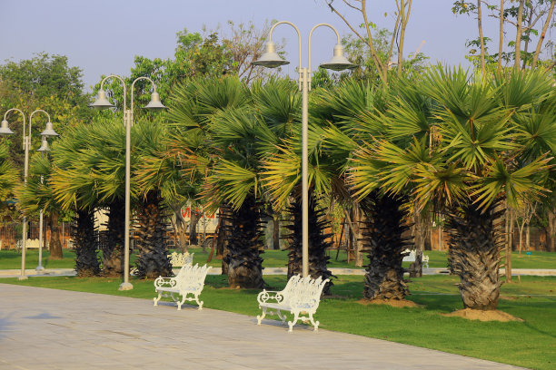 漫步在大自然的绿色公园里图片下载