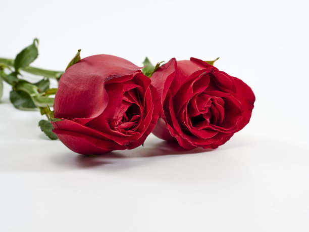 美丽的特写两朵红玫瑰在白色的背景。爱的象征图片下载
