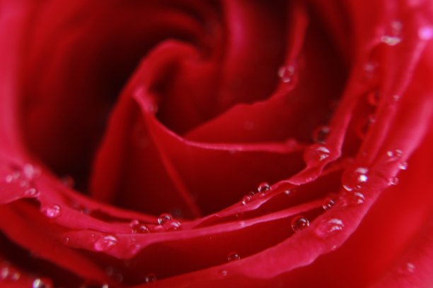 美丽的近景红玫瑰花。图片下载