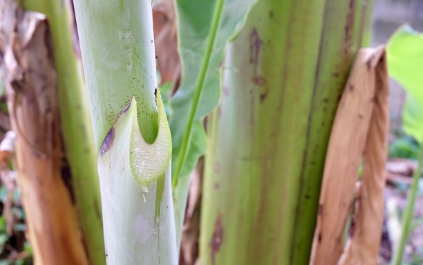 从香蕉树干流出的汁液图片下载