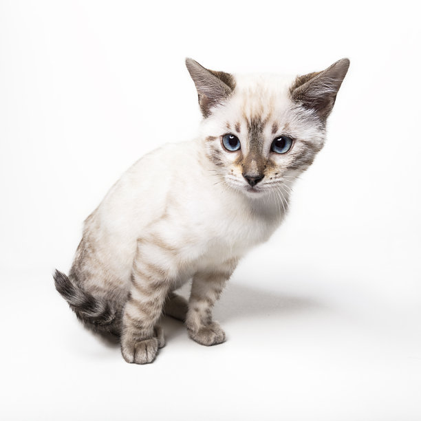 白色的孟加拉猫在白色的背景图片下载