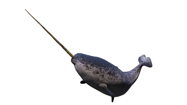 独角鲸，雄性独角鲸，孤立在白色背景上图片下载