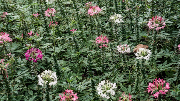 花园里的七彩花图片下载