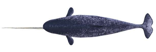 独角鲸，雄性独角鲸，顶视图孤立在白色背景上图片下载