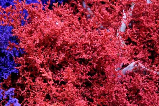 作为背景的粉红色和蓝色植物丛。植物充满了鲜艳的色彩。图片下载