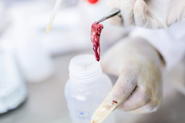 鱼的内部在实验室进行质量测试。图片下载