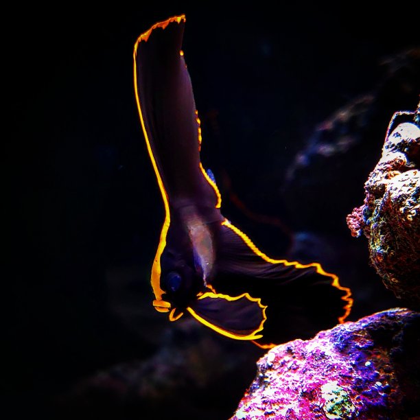 蝙蝠鱼图片下载