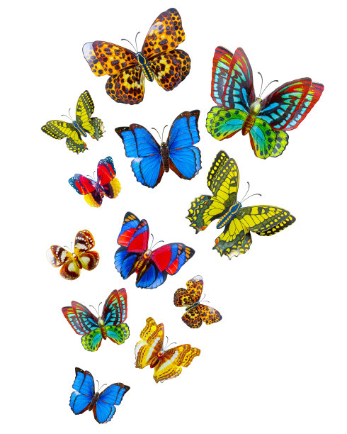 的蝴蝶图片下载