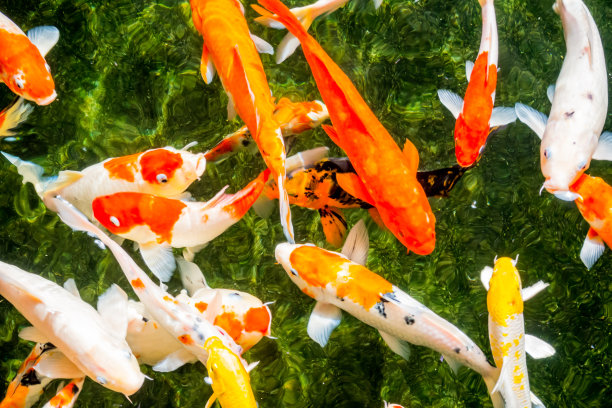 在池塘里游泳的鲤鱼或锦鲤。图片下载