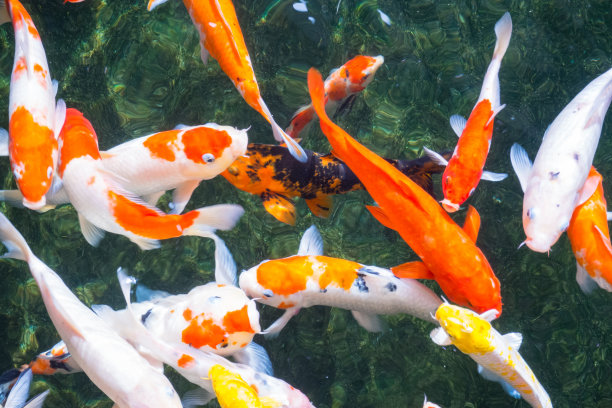 在池塘里游泳的鲤鱼或锦鲤。图片下载