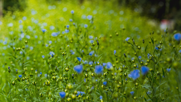 田间长满了亚麻，一种用于制衣和其他工业的植物图片下载