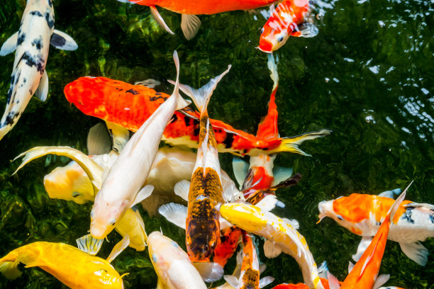 在池塘里游泳的鲤鱼或锦鲤。图片下载