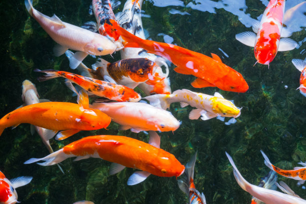 在池塘里游泳的鲤鱼或锦鲤。图片下载