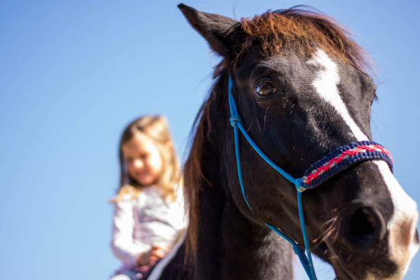 马的肖像图片下载