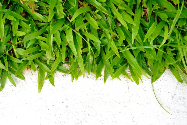 绿草特写背景图片下载