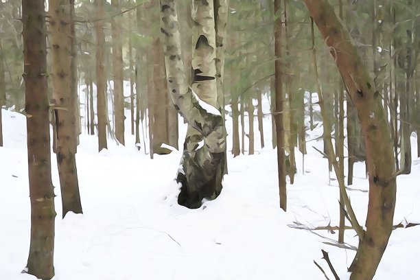 冬天的挪威白桦林，白天拍摄的照片图片下载