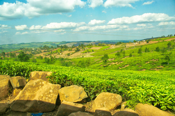 马拉维茶园图片下载