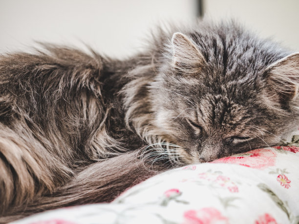 小猫咪躺在窗台上图片下载