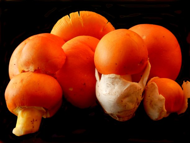 橙盖鹅膏菌图片下载