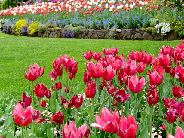 春天的郁金香图片下载