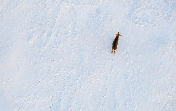 驯鹿在日本雪地里行走的鸟瞰图图片下载