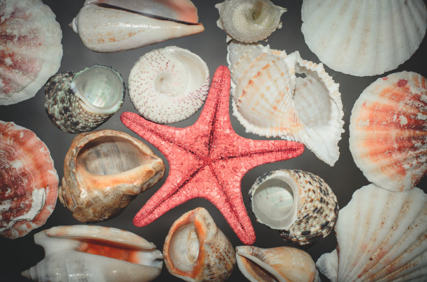 大量的海贝壳和一个红色海星水平海洋背景俯视图图片下载