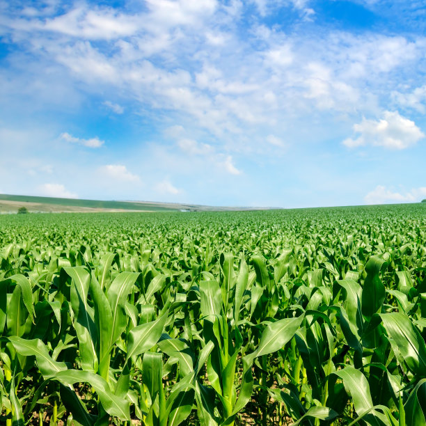 绿色的玉米地和湛蓝的天空。农业景观。图片下载